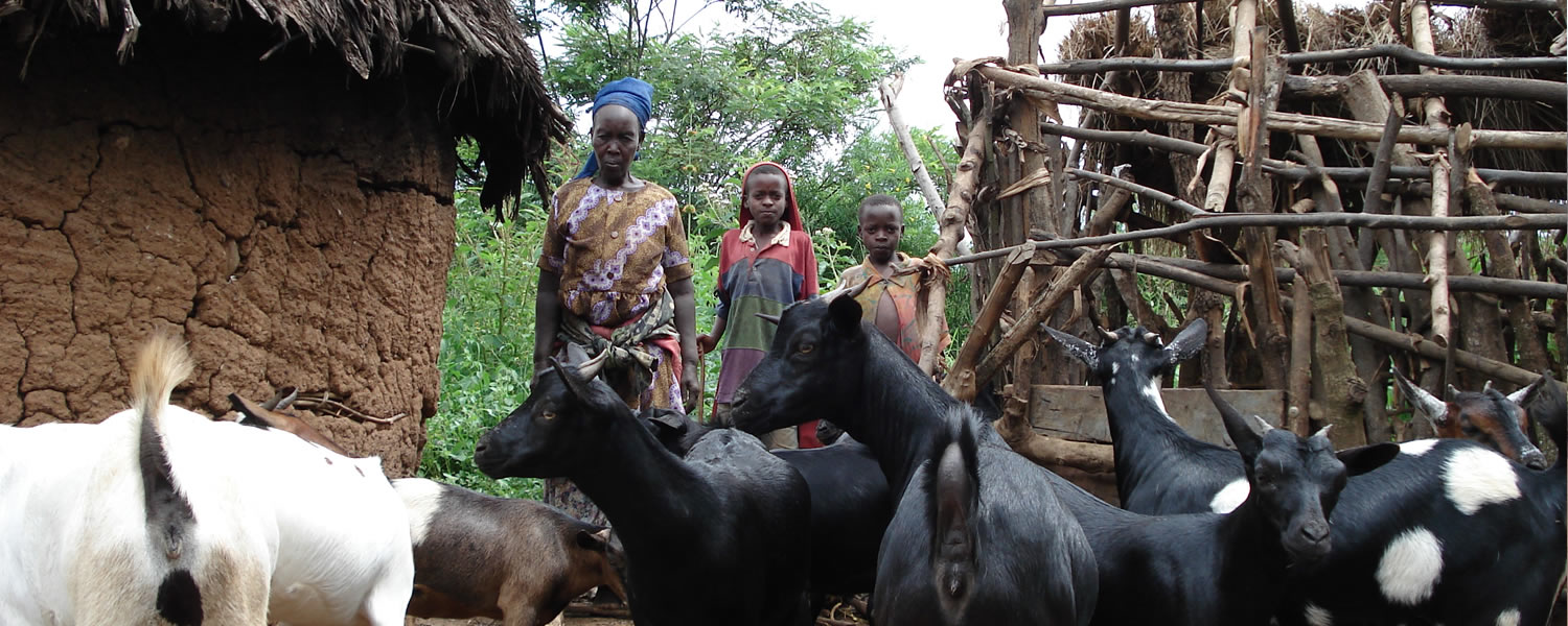 RAKAI LIVESTOCK PROJECT (funded by Evangelical Lutheran Church in America (ELCA)